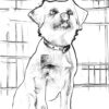Hundeportraits Vol. 3 - White Dog Edition. 30 Wundervolle Hundeportraits. – Bild 10