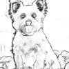 Hundeportraits Vol. 3 - White Dog Edition. 30 Wundervolle Hundeportraits. – Bild 9