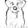 Hundeportraits Vol. 3 - White Dog Edition. 30 Wundervolle Hundeportraits. – Bild 7