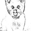 Hundeportraits Vol. 3 - White Dog Edition. 30 Wundervolle Hundeportraits. – Bild 8